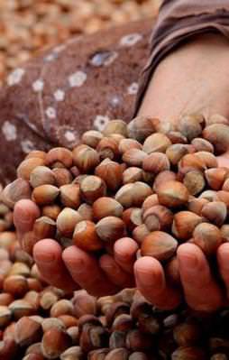 Fındık fiyatları uçtu!