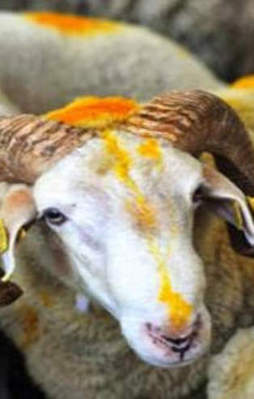 Kurbanlık fiyatları açıklandı!