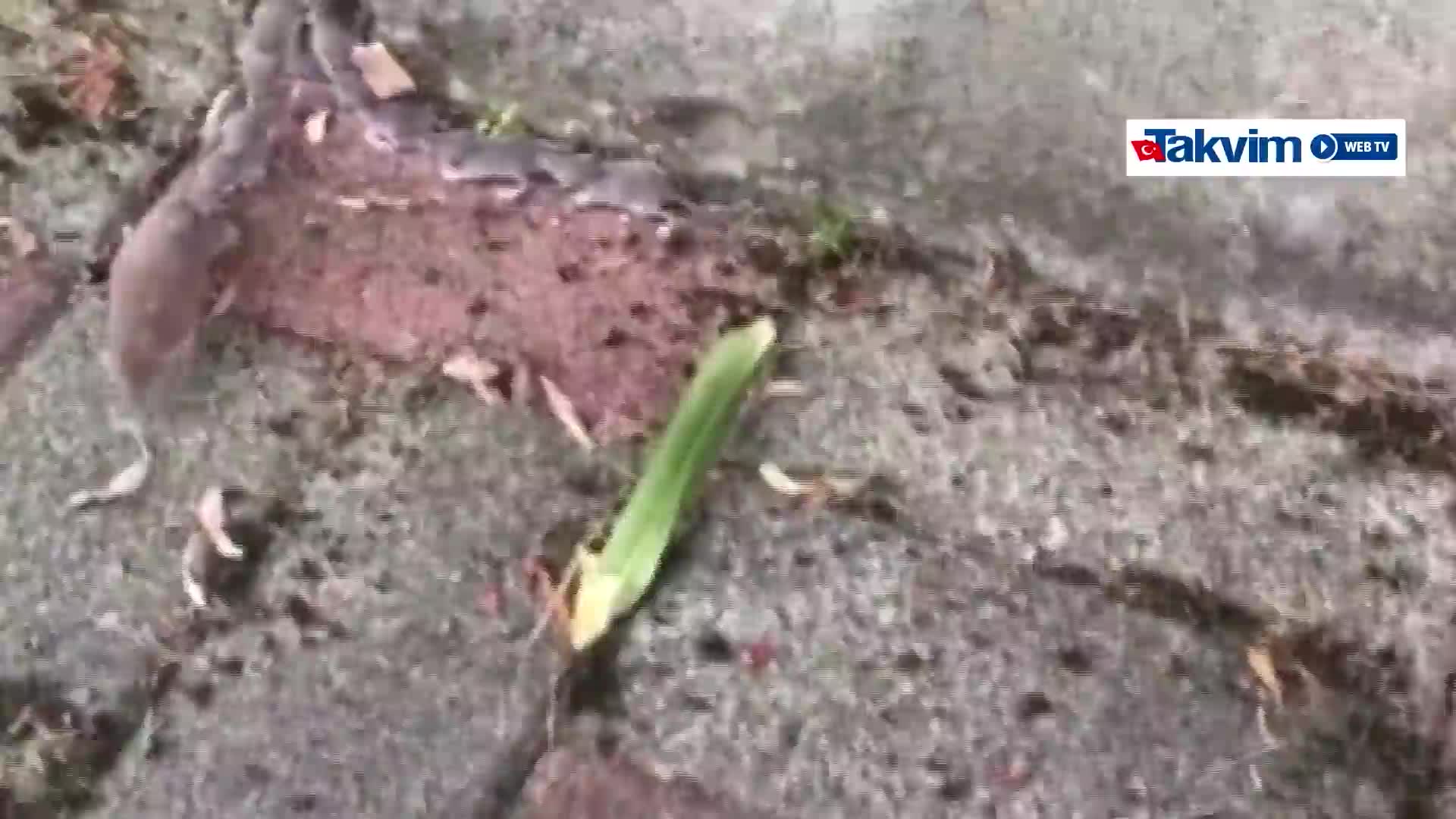 Rusyada 5 Kasım tatili ne Rusyada 5 Kasım tatili ne