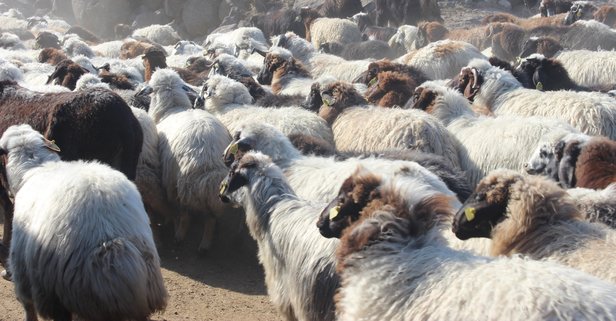 2019 kurban bayrami ne zaman hangi