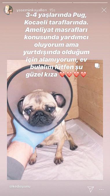 hayvan-dostu-yasemin-allenden-alkislik-hareket-1583015935466.jpeg Hayvan dostu Yasemin Allen'den alkışlık hareket-1