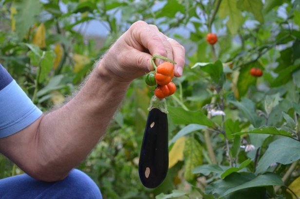 Akıllara ziyan! Neye niyet niye kısmet dedirtiyor patlıcan tohumu olarak dikmişti! Dalın öteki yanında...-4