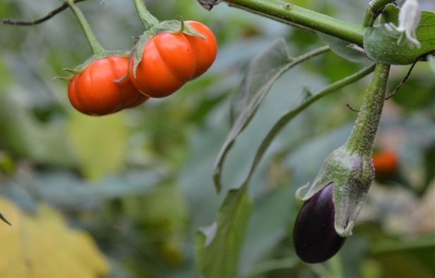 Akıllara ziyan! Neye niyet niye kısmet dedirtiyor patlıcan tohumu olarak dikmişti! Dalın öteki yanında...-3
