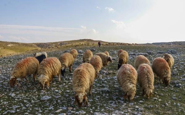 Alarm zilleri çalıyor! Mardin son 20 yılın en kurak dönemini yaşıyor-3