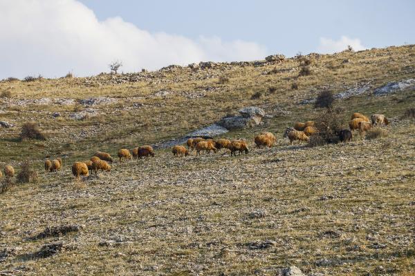 Alarm zilleri çalıyor! Mardin son 20 yılın en kurak dönemini yaşıyor-9