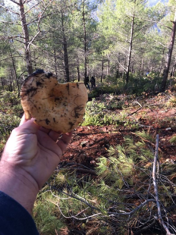 Kilosu 160 TL! Fiyatı duyan çıntar mantarı toplamaya ormana koştu-7