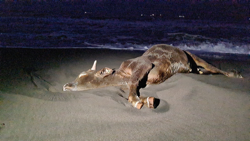 Son dakika: Zonguldakta ölü inek sahile vurdu