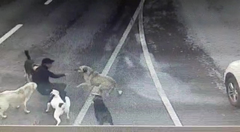 İstanbul Bakırköyde sokak köpekleri dehşet saçtı! İş adamına 6 köpek saldırdı
