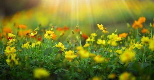 2-ve-3-cemre-ne-zaman-dusuyor-cemreler-ne-zaman-ve-nereye-dusecek-iste-tarihler-1645876599231.jpg 2. ve 3. cemre ne zaman düşüyor? Cemreler ne zaman ve nereye düşecek? İşte tarihler-2