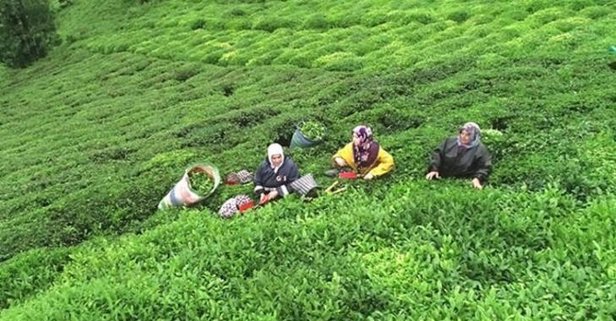 🌿29 MART ÇAYKUR KURA ÇEKİMİ CANLI İZLE! ÇAYKUR kura çekimi sonuçları 2022: Rize, Trabzon, Artvin, Giresun kura çekimi isim listesi - İŞKUR nihai liste!-4