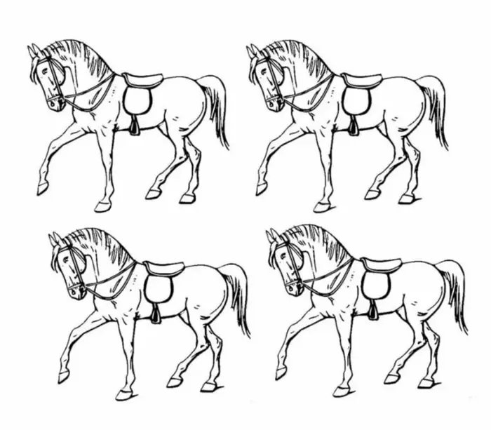 Hangi at farklı? Üstün zeki testi: Saniyesinde bulanların IQ'su en tepede çıkıyor-2