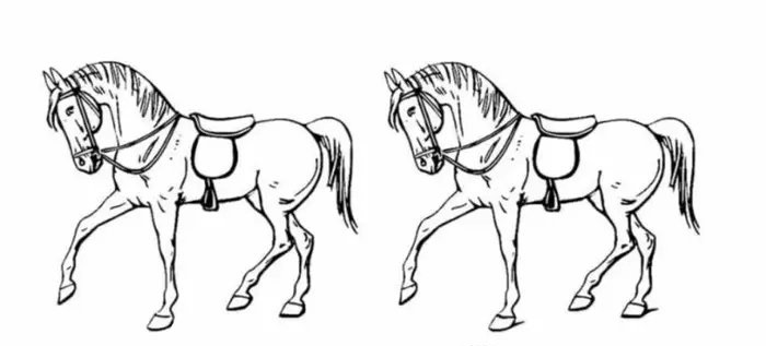 Hangi at farklı? Üstün zeki testi: Saniyesinde bulanların IQ'su en tepede çıkıyor-3