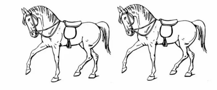 Hangi at farklı? Üstün zeki testi: Saniyesinde bulanların IQ'su en tepede çıkıyor-4