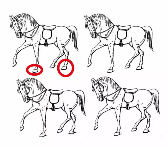 Hangi at farklı? Üstün zeki testi: Saniyesinde bulanların IQ'su en tepede çıkıyor-5