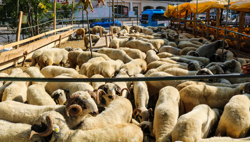 Seneye Kurban Bayramı tatili kaç gün sürecek? 2025 Kurban Bayramı ne zaman, hangi aya denk geliyor? 2025 resmi ve dini bayram tarihleri!-2