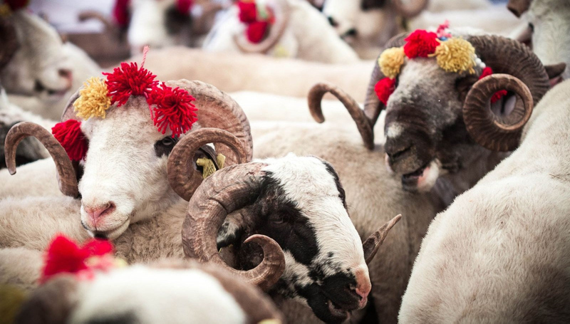 Seneye Kurban Bayramı tatili kaç gün sürecek? 2025 Kurban Bayramı ne zaman, hangi aya denk geliyor? 2025 resmi ve dini bayram tarihleri!-4