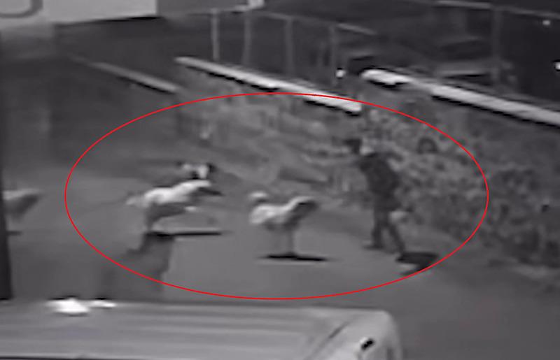 basibos-kopeklerden-karate-hareketiyle-kurtuldu-o-anlar-kamerada-1723967031100.jpeg Başıboş köpeklerden karate hareketiyle kurtuldu: O anlar kamerada-2