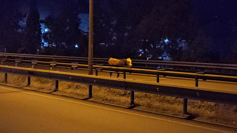 Karabük'te ahırdan kaçan büyükbaş hayvan trafiği tehlikeye soktu