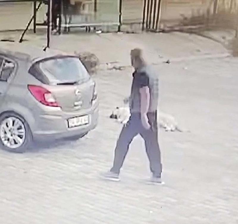 Yolda yatan köpeği ezen sürücü yakalandı (DHA)