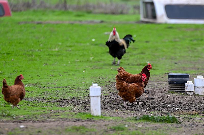 ABD’de kuş gribi krizi patlak verdi, AA