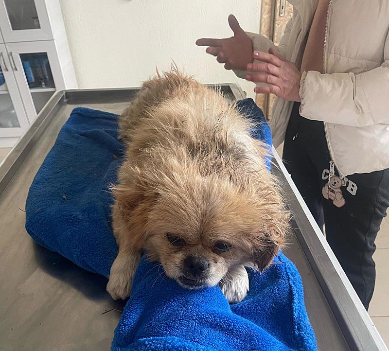 Ayaklarını bağladığı köpeği çöp konteynerine attı. (DHA)