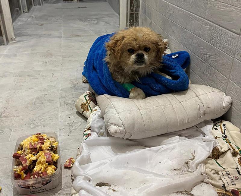 boyle-vicdansizlik-gorulmedi-ayaklarindan-bagladigi-kopegi-cop-konteynerine-atti-o-anlar-kamerada-1739725507251.jpeg Ayaklarını bağladığı köpeği çöp konteynerine attı. (DHA)