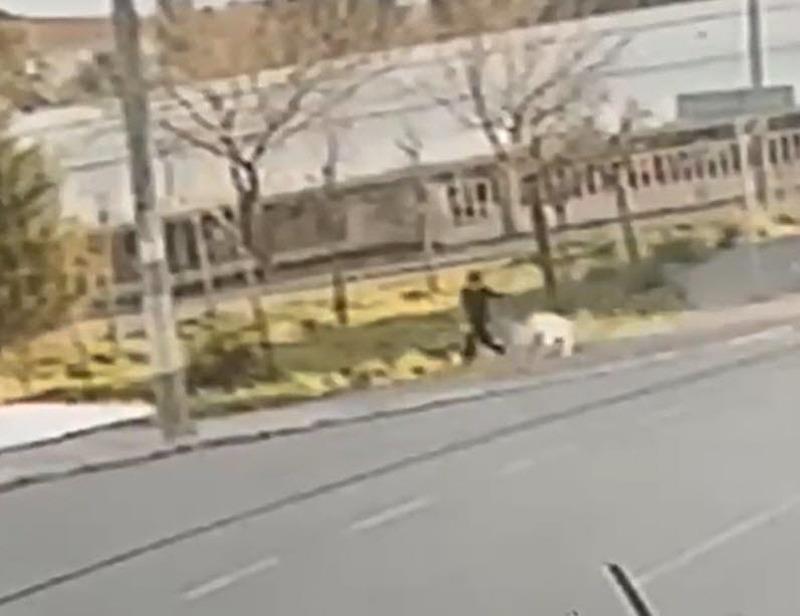 İzmir'in Bayraklı ilçesinde, sokakta yürüyen 8 yaşındaki Süleyman Ç.'ye sokak köpeği saldırdı (Fotoğraf: DHA)