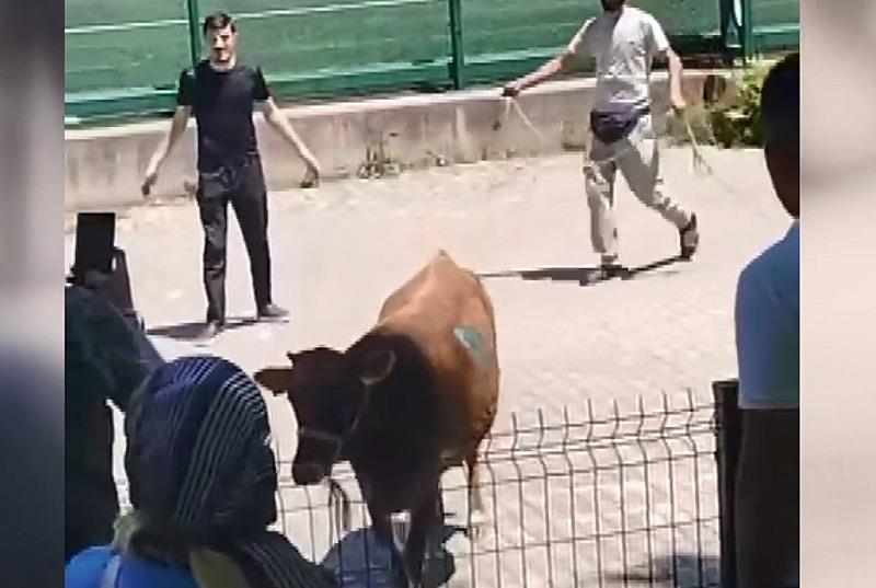 Sahibinin elinden kaçan kurbanlık ortalığı karıştırdı (Fotoğraf: İHA)