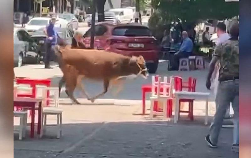 Sahibinin elinden kaçan kurbanlık ortalığı karıştırdı (Fotoğraf: İHA)