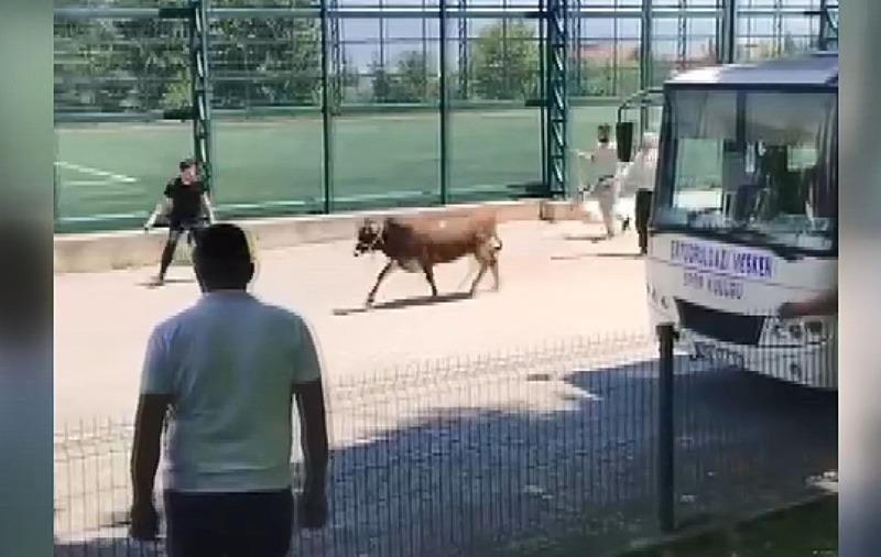 Sahibinin elinden kaçan kurbanlık ortalığı karıştırdı (Fotoğraf: İHA)