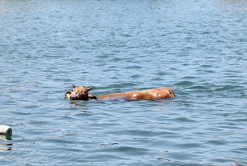 Giresun'da kaçtıktan sonra denize atlayan kurbanlık, balıkçı kulübesinde yakalandı (Fotoğraf: AA)