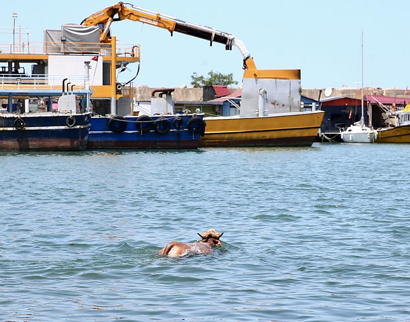 Giresun'da kaçtıktan sonra denize atlayan kurbanlık, balıkçı kulübesinde yakalandı (Fotoğraf: AA)