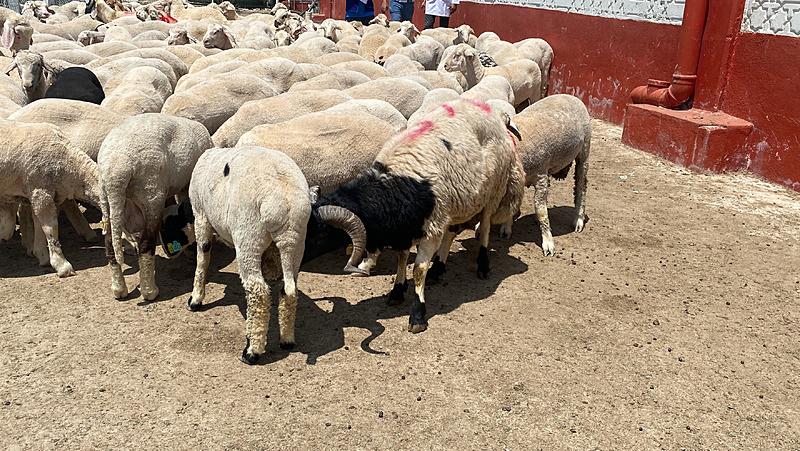 Başkan Erdoğan'ın bağışladığı kurbanlık 2 koç, Konya'da kesildi