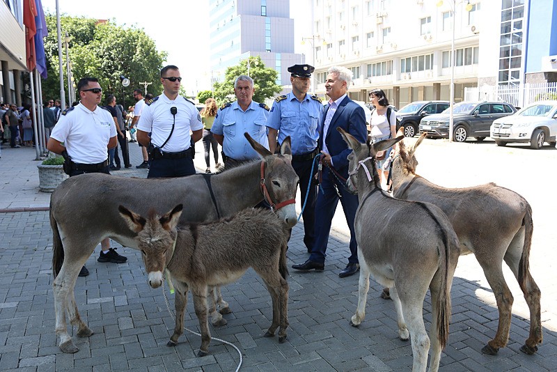 Kosova Meclisinde eşekli protesto, AA
