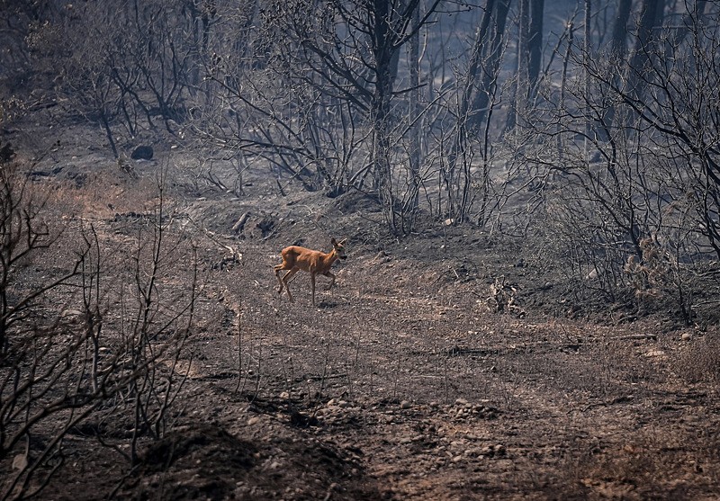 Karaca böyle görüntülendi (AA)