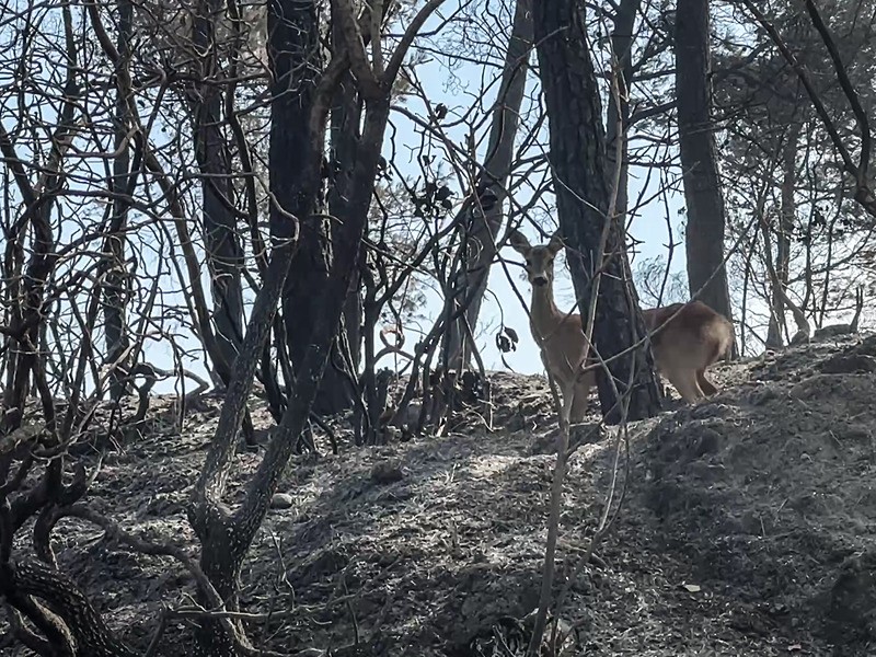 Karaca kameralara böyle yansıdı (AA)