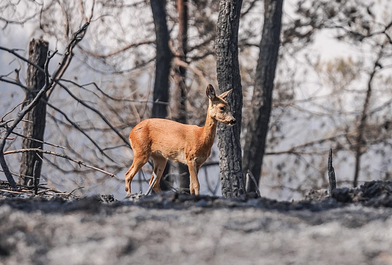 Alevlerden kaçan karaca (AA)
