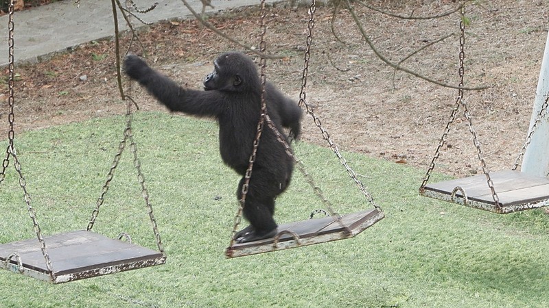 Zeytin Nijerya yolcusu (DHA)