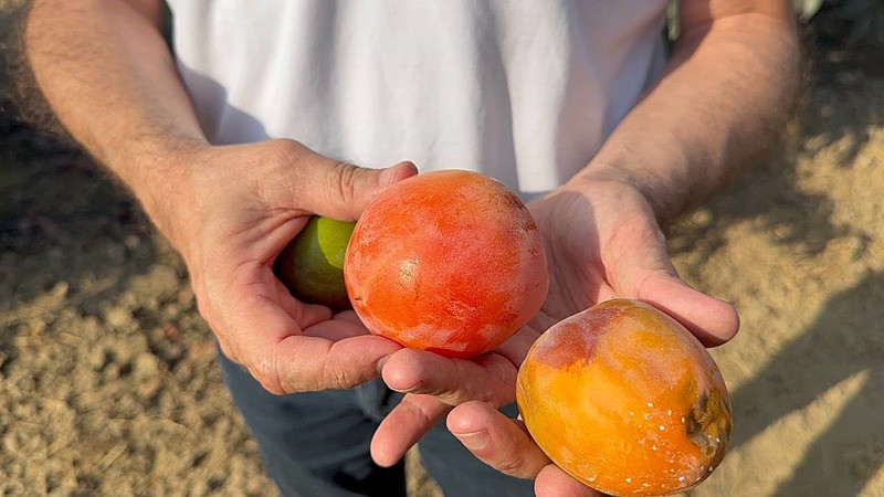 Salça hilesine baskın! Tam 6 ton posa imha edildi-3