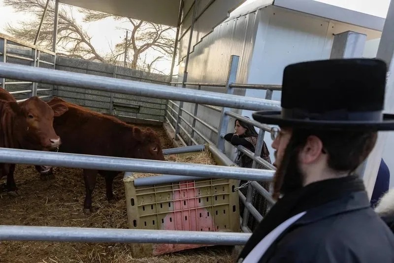 Aşırı sağcı Yahudilerin kızıl inek operasyonları, Takvim.com.tr Ekran Görüntüsü