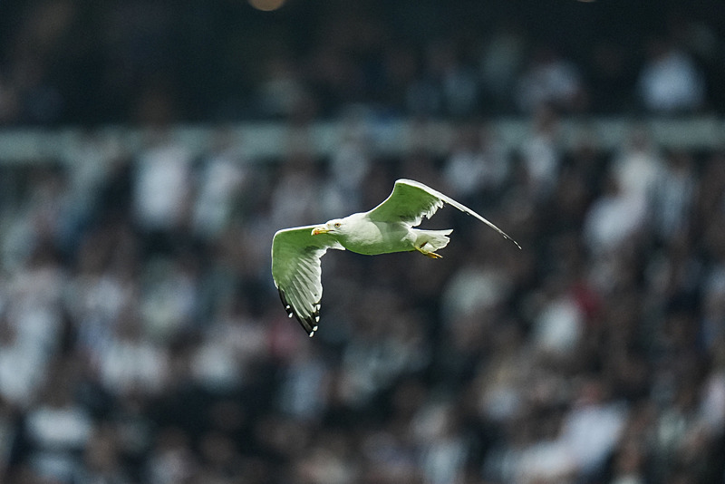 Beşiktaş - Samsunspor maçında TÜPRAŞ Stadyumu'na konan martı havada uçarken (AA)