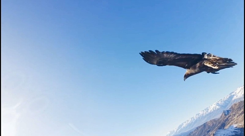 3 bin rakımlı Sultanbaba Dağı'nda çekim için kullanılan dron havada süzülen bir kartal tarafından kapılarak götürüldü 