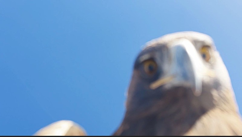 3 bin rakımlı Sultanbaba Dağı'nda çekim için kullanılan dron havada süzülen bir kartal tarafından kapılarak götürüldü 