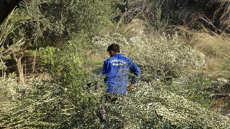 Zeytin ağaçlarının kesilme anı (İHA)
