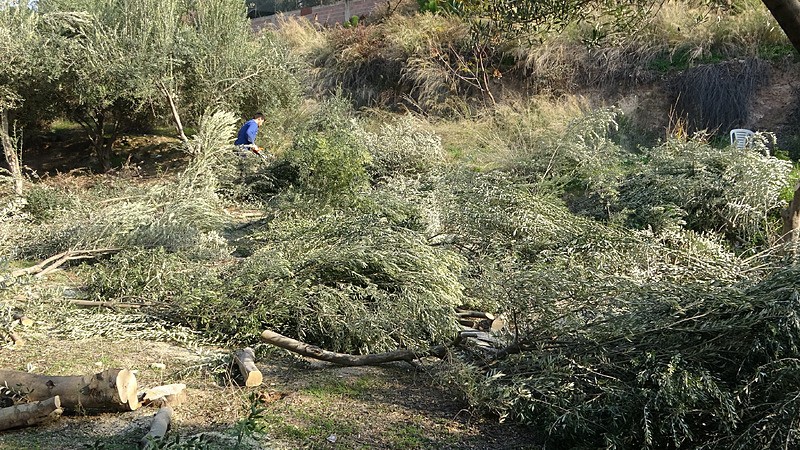 Zeytin ağaçlarının kesilme anı (İHA)