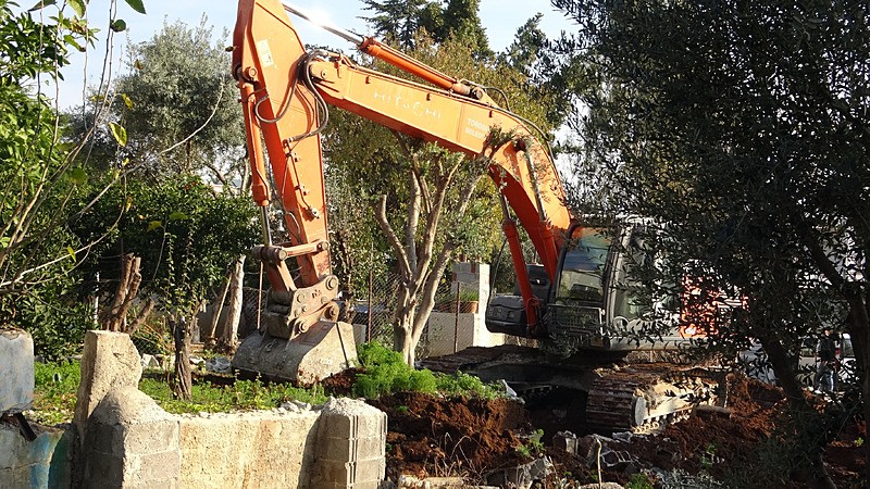 Zeytin ağaçlarının kesilme anı (İHA)