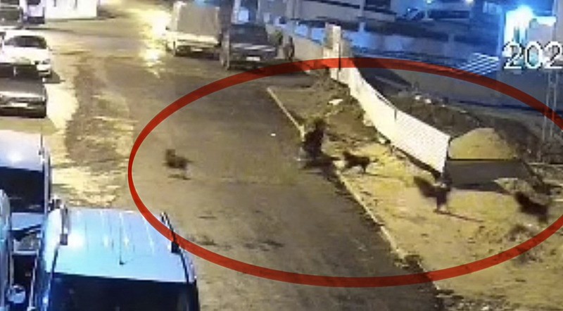 samsunda-6-sokak-kopegi-yasli-kadina-saldirdi-mama-dolandiricilari-ve-kopektaparlarin-korukledigi-sorun-buyuyo-1772373955644.jpeg Samsun'da 6 sokak köpeği yaşlı kadına saldırdı | Mama dolandırıcıları ve köpektaparların körüklediği sorun büyüyor-4