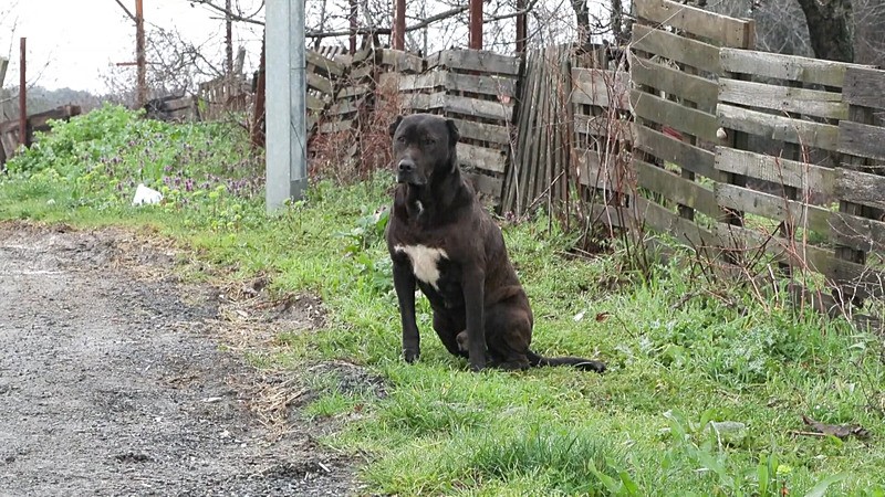 Eyüpsultan’da başıboş köpek saldırısı: 6 yaşındaki çocuk hastanelik oldu-3