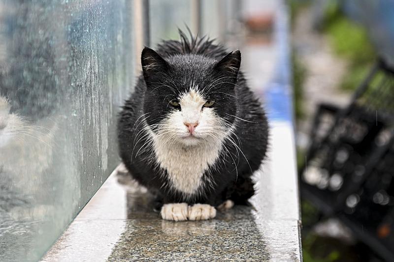 Balkan soğukları geri dönüyor: Kar, soğuk ve yağışlı sistem yolda! Sıcaklık 8 derece düşecek-12