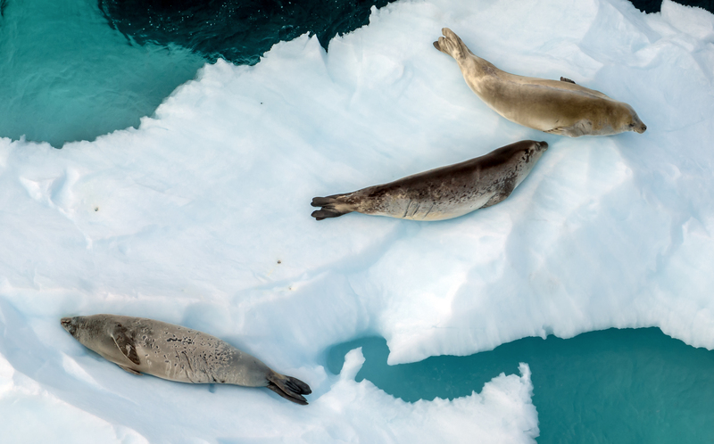 Küresel ısınma Antarktika’yı vuruyor: Penguenler 2073’e kadar yarıya inebilir-2